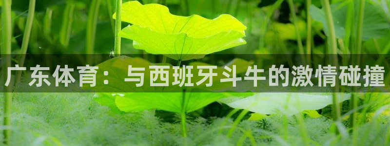 飞速直播视频直播